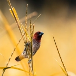 Дипломатичный подход к освоению слот-игры Wild West Gold