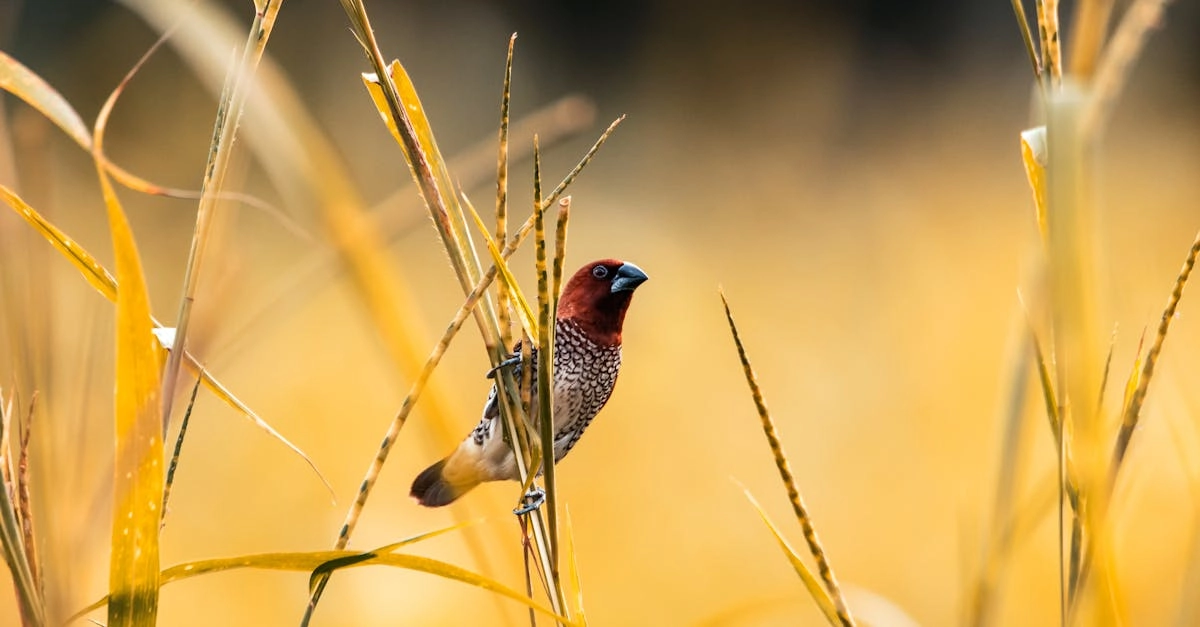 Дипломатичный подход к освоению слот-игры Wild West Gold