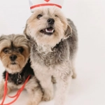 Sweet Bonanza 1000 игровой интерфейс с фруктами и адаптивным дизайном