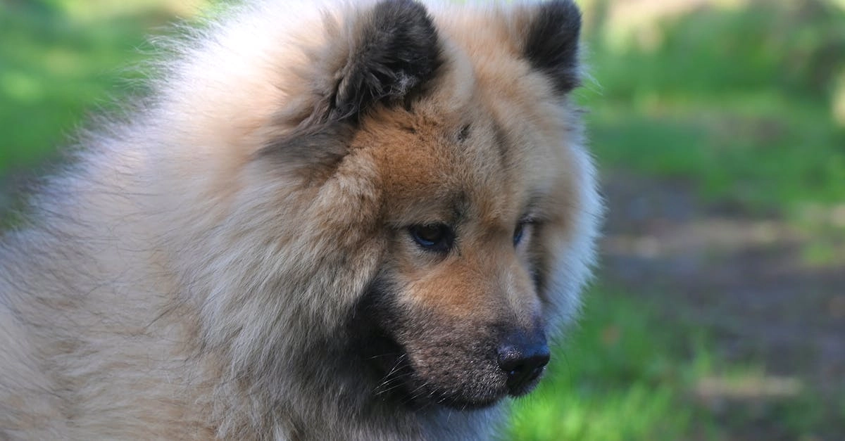 Программы лояльности казино без депозита и бонусные предложения